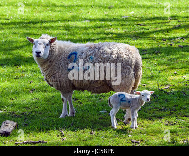 Pecora e agnellino contrassegnato con il numero due Foto Stock