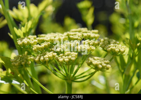 Fioritura di piante di prezzemolo Foto Stock