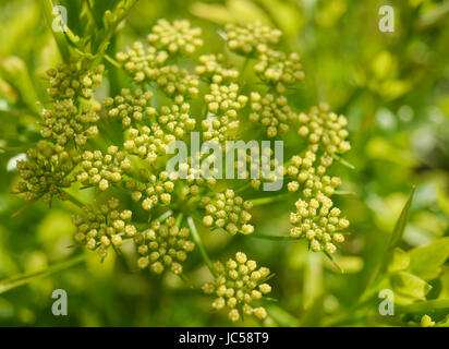 Fioritura di piante di prezzemolo Foto Stock