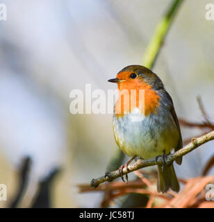 Robin seduto su un albero il brunch Foto Stock