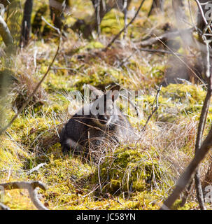 Wild red-un wallaby dal collo a Curraghs Foto Stock