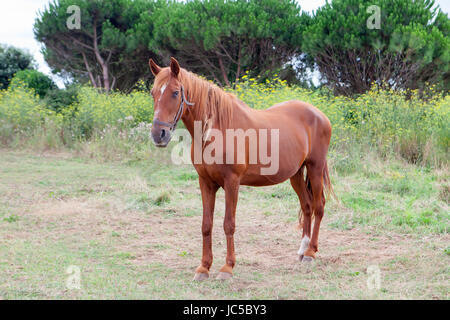 Marrone a cavallo in un prato con alberi Foto Stock