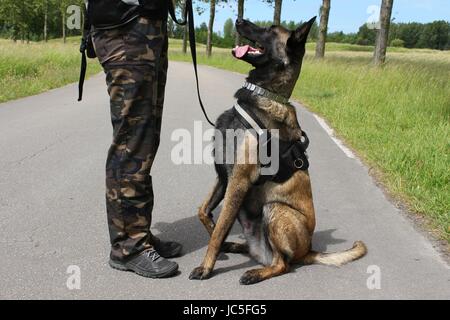 Un pastore belga Malinois militari cane ascoltando la sua maitre in una posizione seduta Foto Stock