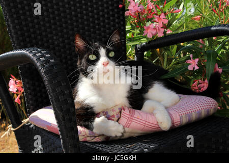 Il gatto domestico, tuxedo in bianco e nero, giacente su di un nero sedia da giardino nella parte anteriore del blooming oleandri Foto Stock