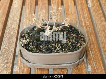 Houseplant, bellissimo bonsai secco albero in un vaso di fiori per decorazione di giardino. Foto Stock