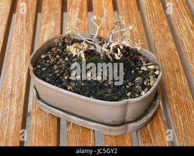 Houseplant, bellissimo bonsai secco albero in un vaso di fiori per decorazione di giardino. Foto Stock