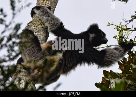 Indri, la più grande specie di lemuri, Mitsinjo Riserva, Madagascar Foto Stock