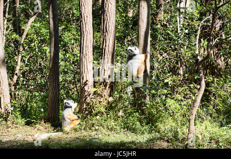 Diademed sifaka (Propithecus diadema), il Parco Nazionale di Mantadia, Madagascar Foto Stock