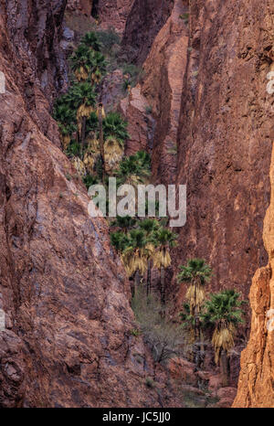 Il noto solo ventola nativa di palme si trovano nella stretta, robusto Palm Canyon di KofA National Wildlife Refuge in western Arizona. Foto Stock