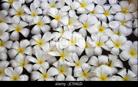 Il frangipani bianco fiori galleggianti in fondo di acqua Foto Stock