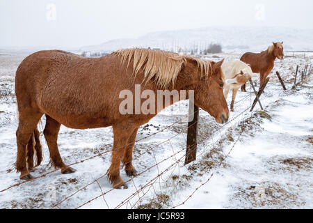 Cavalli islandesi stand sul prato vicino al filo spinato di recinzione di fattoria nella stagione invernale Foto Stock