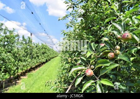 Giovani mele in un piccolo frutteto in primavera Foto Stock