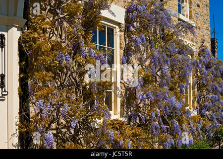 Purple Wisteria fiori fioriti pianta che cresce sul fronte di una casa di villeggiatura in primavera Inghilterra Regno Unito Regno Unito Gran Bretagna Foto Stock