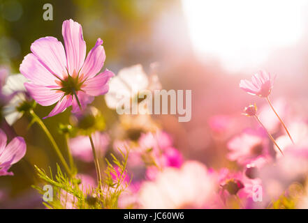 Cosmos fiori sotto la luce del sole Foto Stock