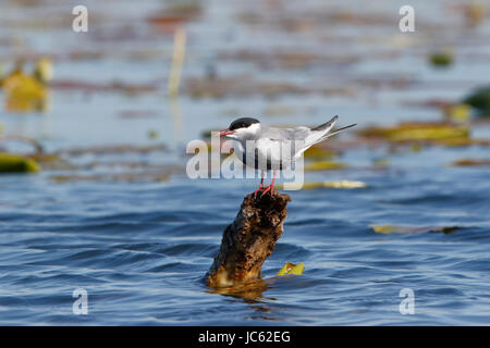 Mignattino piombato (Chlidonias hybrida) in appoggio sul palo da recinzione in lago, il delta del Danubio, Romania Foto Stock