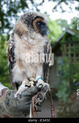 Un malese di legno marrone Allocco (Strix leptogrammica) su un falconieri' sfida Foto Stock
