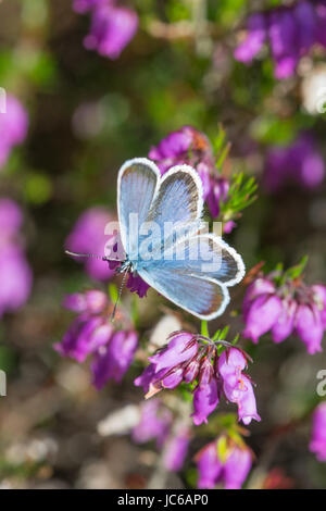 Farfalla blu con borchie d'argento maschile (Plebejus argus) su erica campana colorata (Erica cinerea), Regno Unito Foto Stock