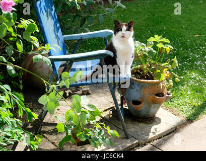 Femmina adulta in bianco e nero gatto domestico seduto sulla sedia da giardino in giardino per prendere il sole. Regno Unito. Foto Stock