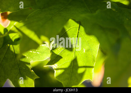 Colore verde brillante delle foglie di acero in sunshine. Foto Stock