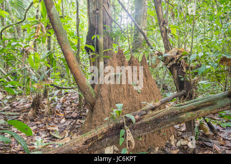 Termite gigante (Macrotermes sp.) tumulo sul suolo della foresta pluviale vicino al Rio Shiripuno in Amazzonia ecuadoriana. Macrotermes coltivare un fungo entro t Foto Stock