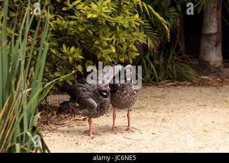 Southern screamer bird Chauna torquata dal Sud America tra cui il Perù, Bolivia, Brasile, Uruguay e Argentina Foto Stock