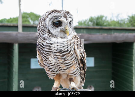 Un Rufous zampe Allocco (Strix rufipes) Foto Stock