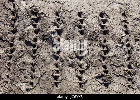 Primo piano della Caterpillar Tracks tracce sul terreno. Foto Stock