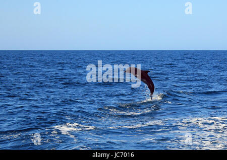 Comune di delfini Bottlenose (Tursiops truncatus) prendendo un grande salto fuori dall'acqua, isole Catalina, Costa Rica Foto Stock