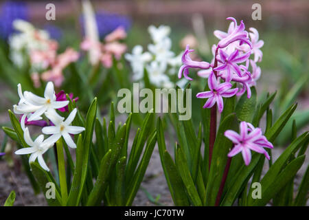 Romantico e delicati fiori di primavera Giacinto in fiore Foto Stock