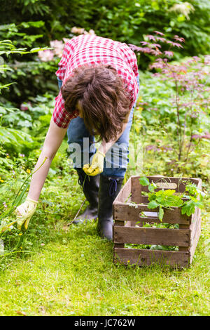 Frau bei der Gartenarbeit, donna al giardinaggio Foto Stock