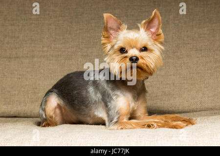 Cane Yorkshire Terrier dopo il taglio di capelli è sul lettino Foto Stock