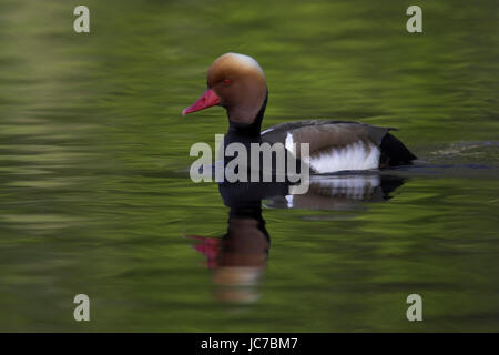 Il pistone di anatra, rosso-crested Pochard, Netta Rufina, Kolbenente / rosso-crested Pochard / Netta rufina Foto Stock