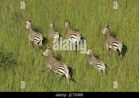 Vista aerea della montagna Hartmanns zebre (Equus zebra hartmannae) nella prateria, Sud Africa Foto Stock