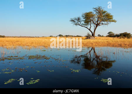 Paesaggio africano con un albero di Acacia riflessa nell'acqua, fiume Kwando, Namibia Foto Stock