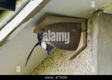 Casa Martin (Swallow) alimentazione di uccelli (Songbird) Foto Stock