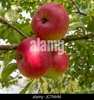 Tre mele rosse sulla struttura ad albero Foto Stock