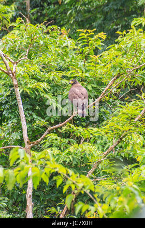 Crested Eagle serpente poggiante su un pesce persico in foresta Foto Stock