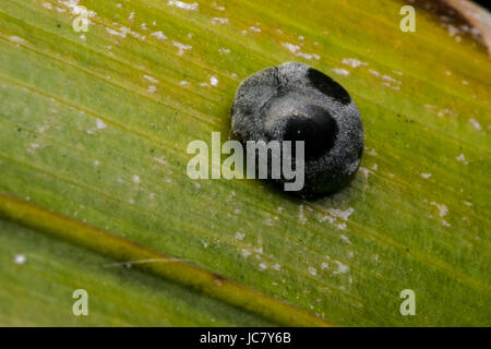 Weird grigio e nero coccinella su una foglia Foto Stock