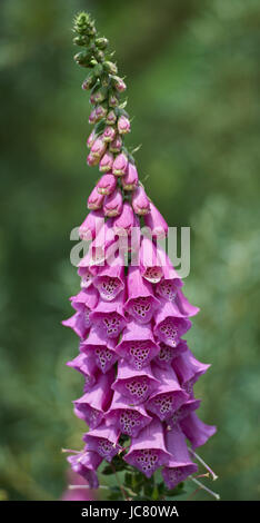 Foxglove viola fiori in piena fioritura mertonensis digitalico Foto Stock