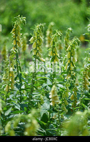 Foxglove giallo dei fiori in piena fioritura Digitalis Foto Stock