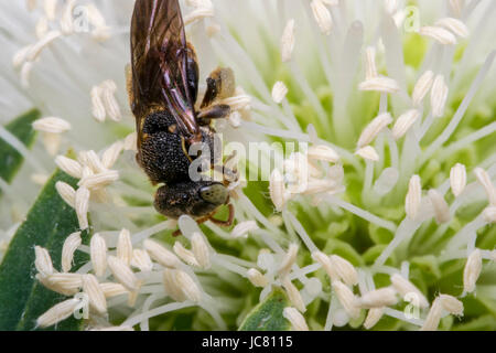 Wasp nero su un fiore bianco Foto Stock