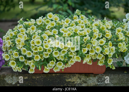 Abbondanza di giallo nelle petunie surfinias fioritura abbondantemente nella pentola Foto Stock