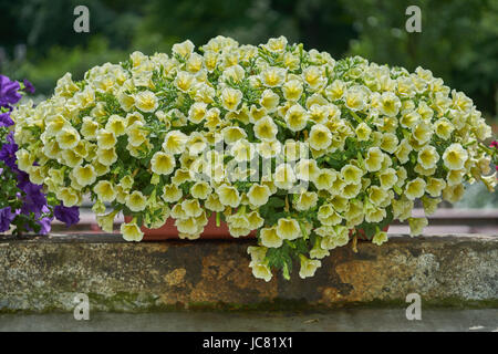 Abbondanza di giallo nelle petunie surfinias fioritura abbondantemente nella pentola Foto Stock