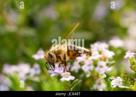 La western miele delle api, miele europea bee - Apis mellifera è la più comune delle 40 specie di miele delle api in tutto il mondo. Il genere api nome è latino f Foto Stock