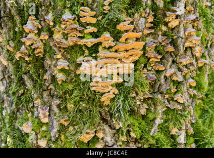 Closeup shot che mostra alcuni funghi sul tronco di albero Foto Stock