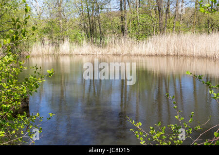 Piccolo lago con reed vegetazione a primavera tempo Foto Stock