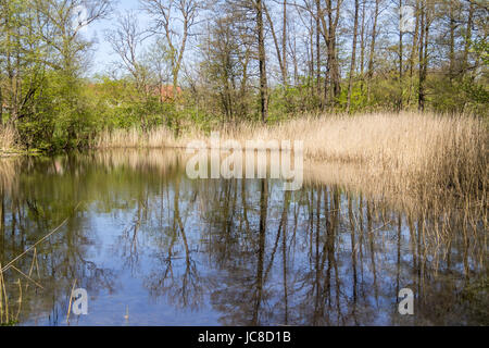 Piccolo lago con reed vegetazione a primavera tempo Foto Stock