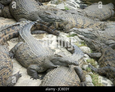 La Vanille Crocodile Farm Mauritius Foto Stock