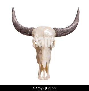 Animale cornuto cranio nel retro bianco Foto Stock