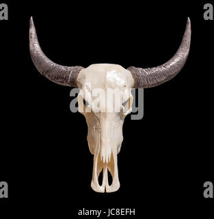 Cornuto cranio animale in black back Foto Stock